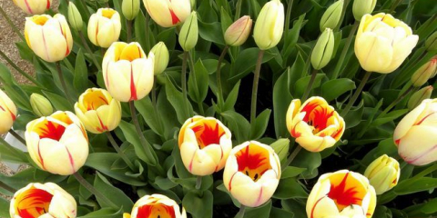 Засаждане на лалета през есента на 2022 г